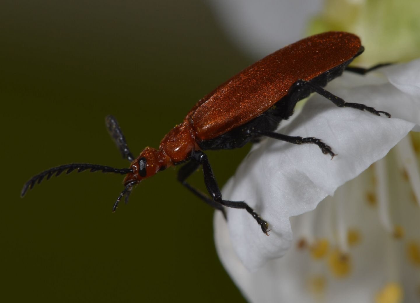 Pyrochroidae:  Pyrochroa serraticornis